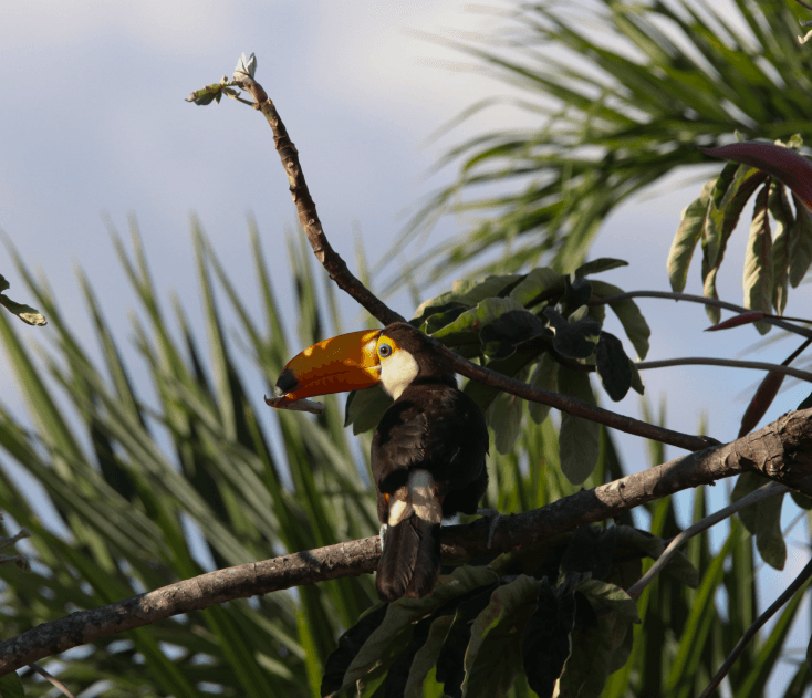 brasil